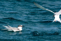 Roseate Tern (?) (Sterna dougallii) immature with adult