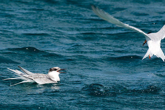 Roseate Tern (?) (Sterna dougallii) immature with adult