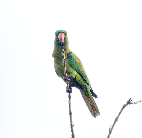 Blue-naped parrot (Tanygnathus lucionensis)