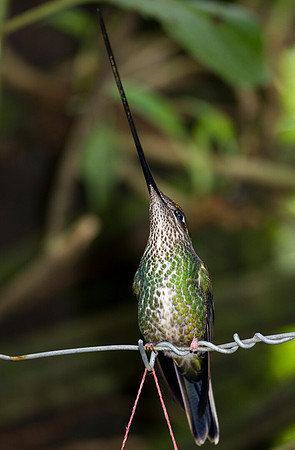 Sword-billed Hummingbird (Ensifera ensifera)