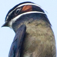 Whiskered Treeswift (Hemiprocne comata)