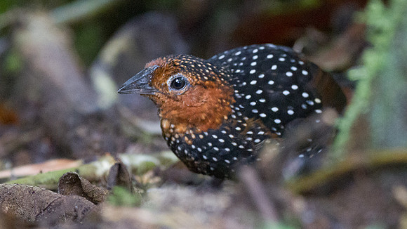 Ocellated Tapaculo (Acropternis orthonyx)