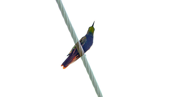 Antillean Mango (Anthracothorax dominicus)