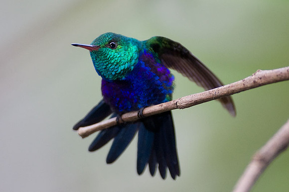 Violet-bellied Hummingbird (Damophila julie)