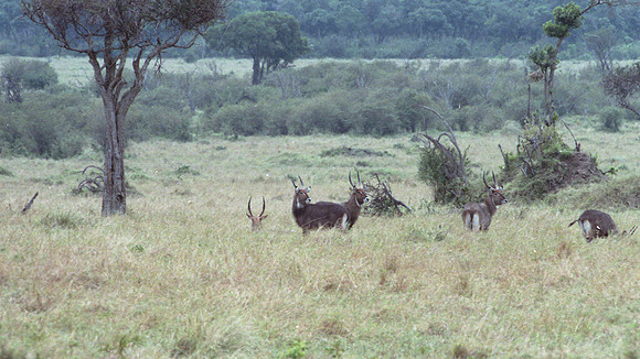 1988 Africa  img366