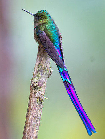 Violet-tailed Sylph (Aglaiocercus coelestis)