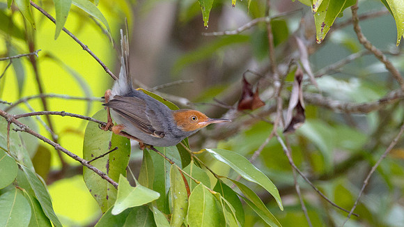 Red-headed Tailorbird (Orthotomus ruficeps) male