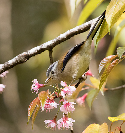 Blue-winged minla (Minla cyanouroptera)