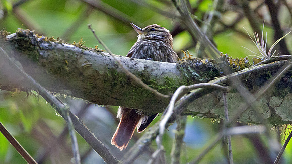 Streaked Xenops (Xenops rutilans)
