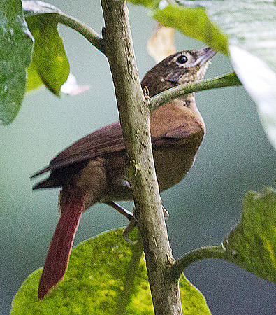 Montane Foliage-gleaner (Anabacerthia striaticollis)