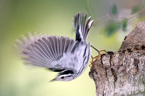 Black-and-white Warbler (Mniotilta varia)