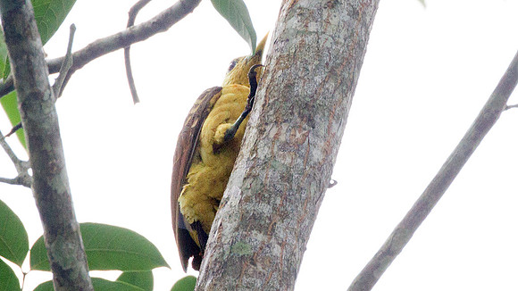 Cream-colored Woodpecker (Celeus flavus)