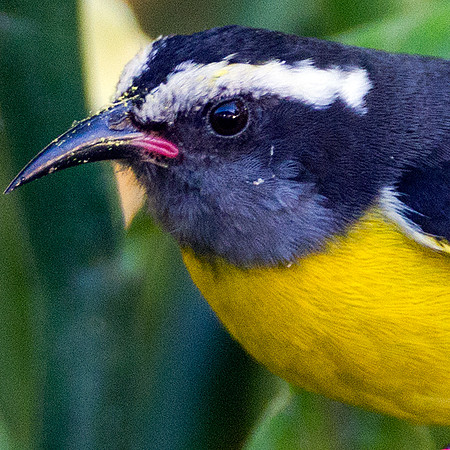 Bananaquit (Coereba flaveola)