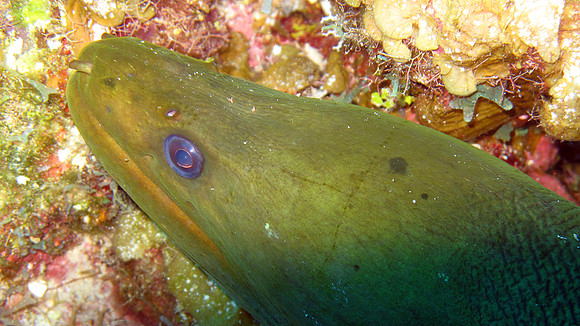 Green Moray (Gymnothorax funebris)