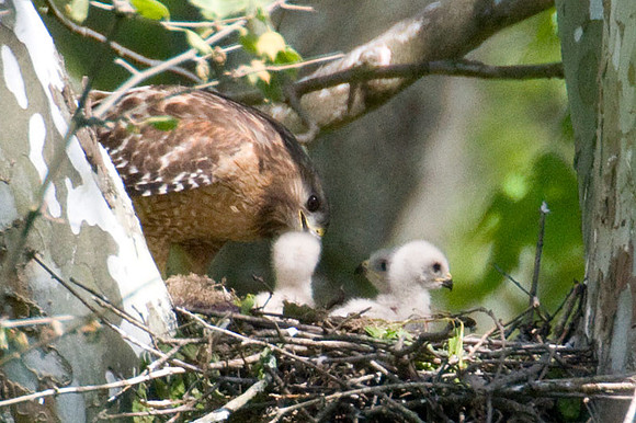 Red-shouldered Hawk (Buteo lineatus) adult and juvenile
