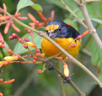 Yellow-throated Euphonia (Euphonia hirundinacea) male