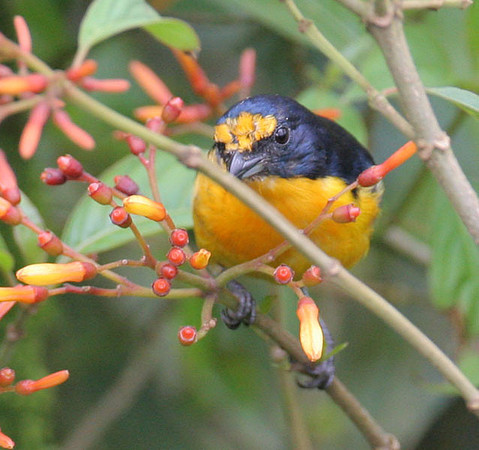 Yellow-throated Euphonia (Euphonia hirundinacea) male