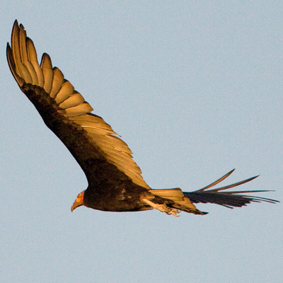 Lesser Yellow-headed Vulture (Cathartes burrovianus)