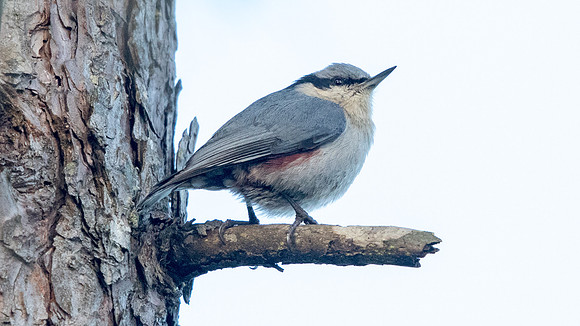 Chestnut-vented nuthatch (Sitta nagaensis)