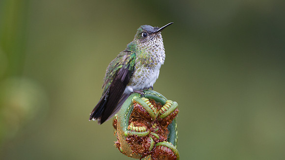 Violet-fronted Brilliant (Heliodoxa leadbeateri)