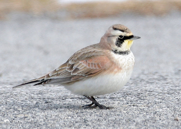 Horned Lark (Eremophila alpestris) also known as Shore Lark