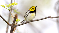 Black-throated Green Warbler (Dendroica virens)