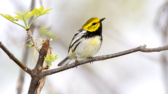 Black-throated Green Warbler (Dendroica virens)