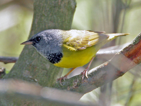 Mourning Warbler (Oporornis philadelphia)
