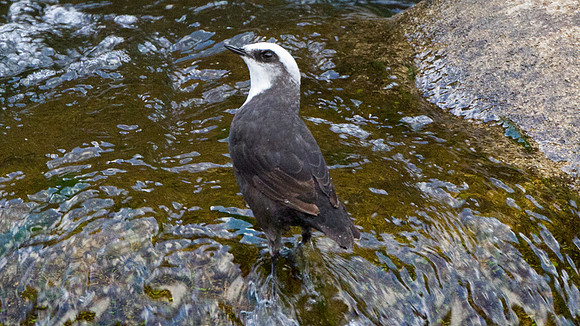 White-capped Dipper (Cinclus leucocephalus)