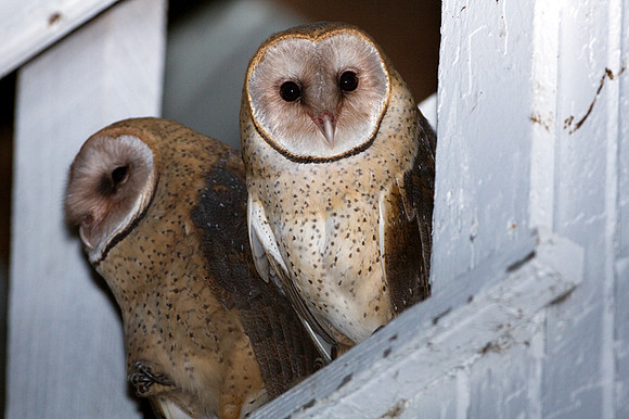 Western Barn Owl (Tyto alba)