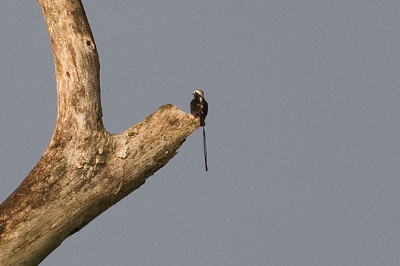 Long-tailed Tyrant (Colonia colonus)
