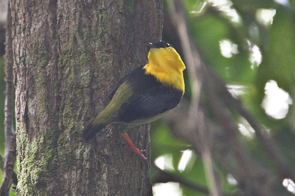 Golden-collared Manakin (Manacus vitellinus)