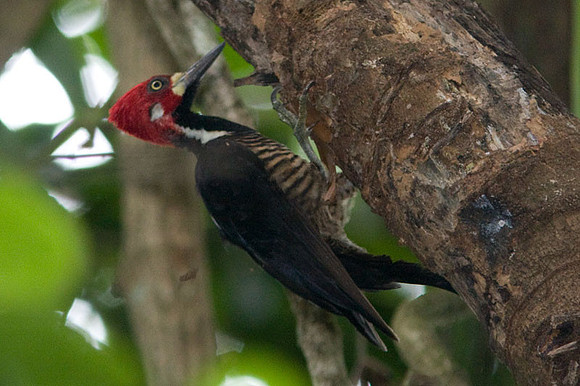 Crimson-crested Woodpecker (Campephilus melanoleucos)