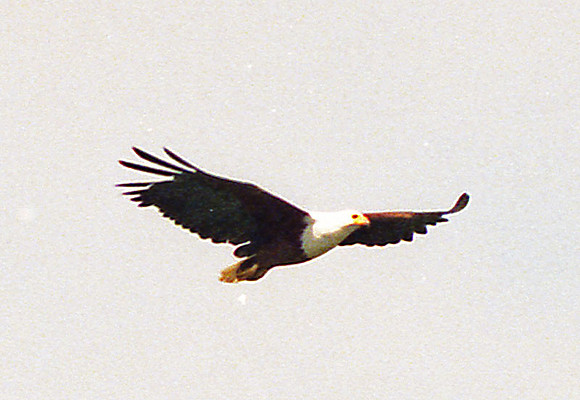 African Fish Eagle (Haliaeetus vocifer)
