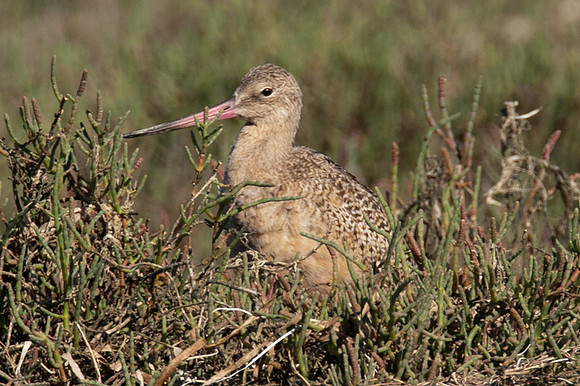 Marbled Godwit (Limosa fedoa)