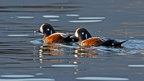 Harlequin Duck (Histrionicus histrionicus)