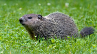 Groundhog (Marmota monax)