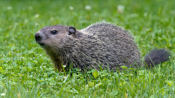 Groundhog (Marmota monax)