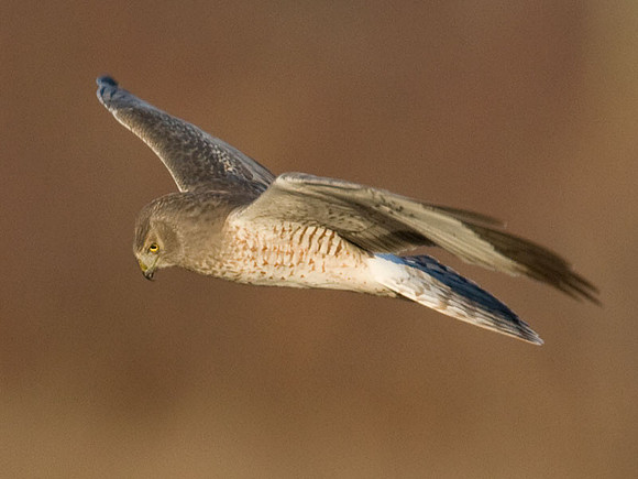 Hen Harrier (Circus cyaneus) male; or Northern Harrier