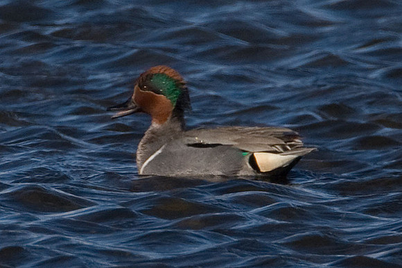 Green-winged Teal (Anas carolinensis)