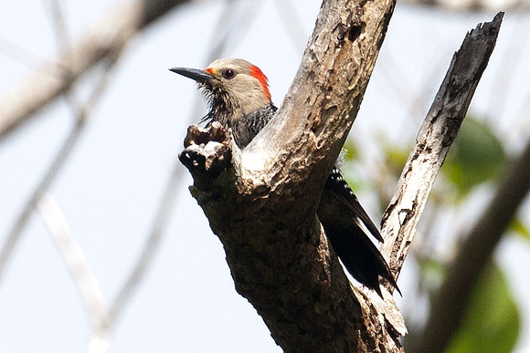Golden-fronted Woodpecker (Melanerpes aurifrons) female