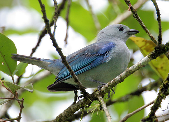 Blue-grey Tanager (Thraupis episcopus)