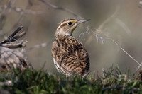 Western Meadowlark (Sturnella neglecta)