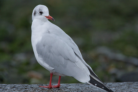 Black-headed Gull (Chroicocephalus ridibundus)