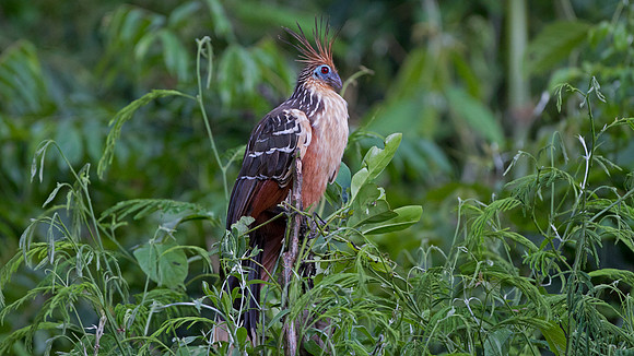 Hoatzin (Opisthocomus hoazin)