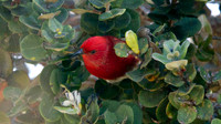 ʻApapane (Himatione sanguinea)