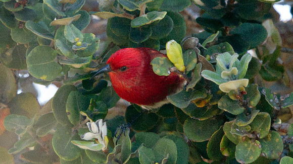 ʻApapane (Himatione sanguinea)