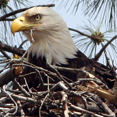 Bald Eagle (Haliaeetus leucocephalus)