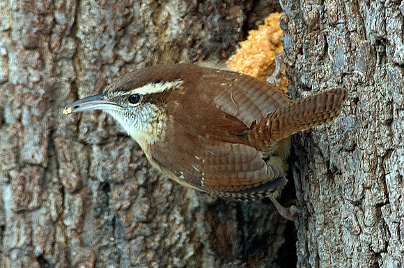 Carolina Wren (Thryothorus ludovicianus)