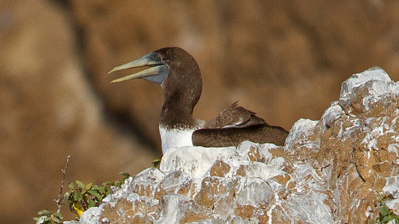 IMG_6478-crop